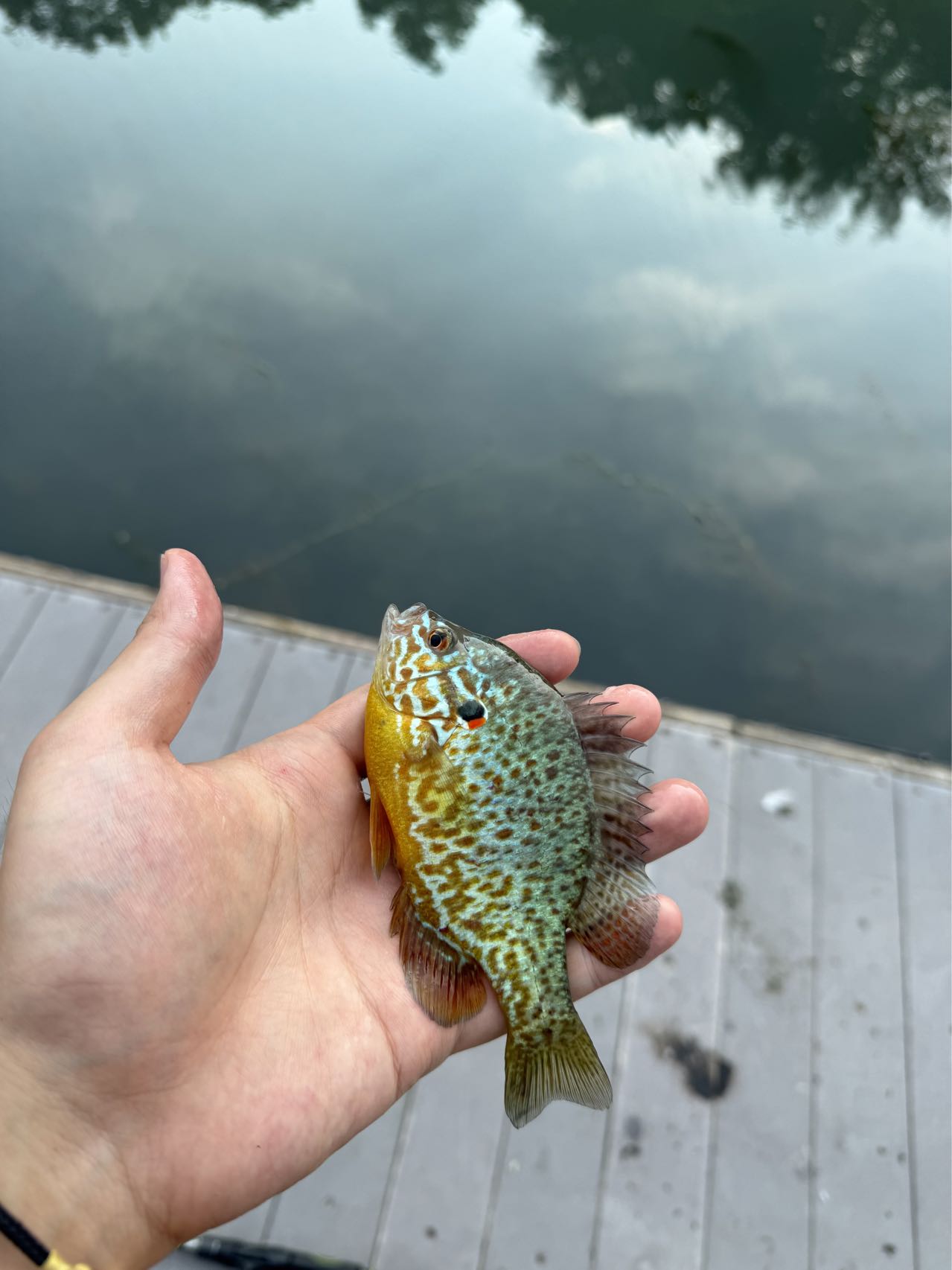 Fishing Image